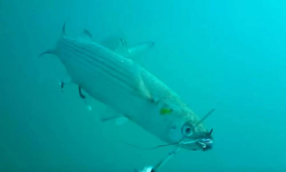 Δόλωσε ζωντανό κέφαλο και τον έριξε στο βυθό -Δείτε τι έγινε (βίντεο)